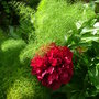 A garden flower photo