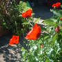 A garden flower photo