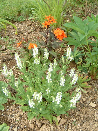 A garden flower photo