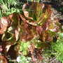 A garden flower photo