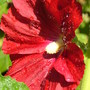 A garden flower photo