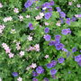 A garden flower photo