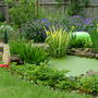 A garden flower photo