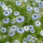 A garden flower photo