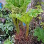 my Gunnera is getting bigger..........