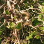new shoots on my Corkscrew Hazel