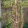Corylus avellana Contorta/Corkscrew Hazel