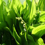 A garden flower photo