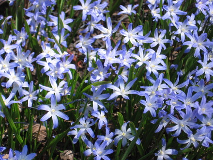 Glory of the Snow (Chionodoxa luciliae (Glory of the snow))