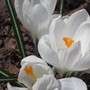 crocus (Crocus vernus (Dutch crocus))