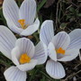 crocus (Crocus vernus (Dutch crocus))