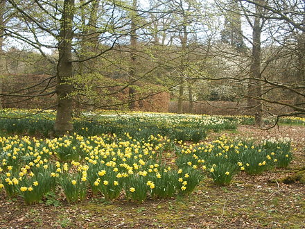 A garden flower photo