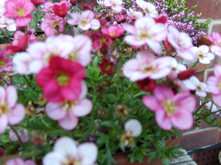 A garden flower photo