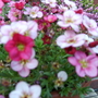 My_garden_001