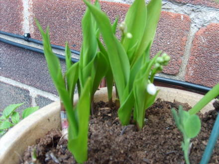 A garden flower photo