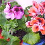 2_together_pelargonium