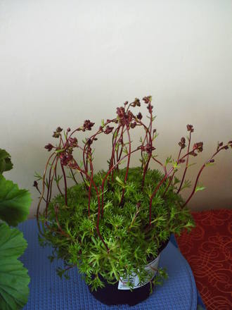 new_plant_saxifrage.jpg
