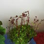 New_plant_saxifrage