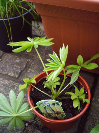 new_plant_lupin_gallery_yellow.jpg
