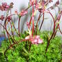 saxifrage_four_winds.jpg