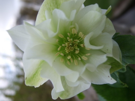 New Double Hellebore (Helleborus orientalis (Lenten rose))