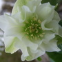 Helleborus orientalis (Lenten rose)
