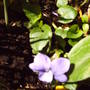 viola_seeded_in_the_garden.jpg