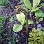 fern_inbeween_primrose_and_oregano.jpg