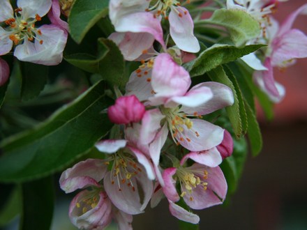 Apple Blossom time in my garden