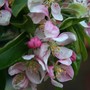 Apple Blossom time in my garden