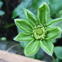 Clematis__guernsey_cream_
