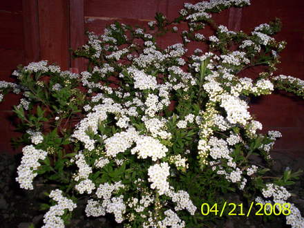 bridal wreath