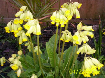 cowslip