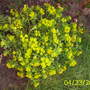 don't know the name of this plant...