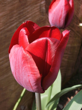 Red Tulip