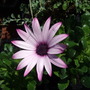 Osteospermum 'Cannington Roy'