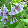 Virginia Bluebells (Mertensia virginica)