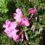 Phlox_subulata