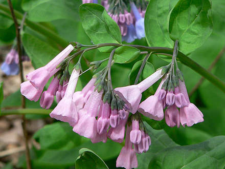 Pink Virginia Bluebells (Mertensia virginica)