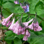 Pink Virginia Bluebells (Mertensia virginica)