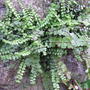 Adiantum_aleuticum_in_wall