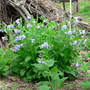 Colony of VA Bluebells (Mertensia virginica)