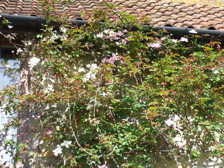 Three different Clematis montana on the house wall.