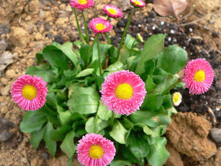 English Daisy Bellis perennis (Bellis perennis 
