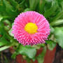 Daisy_english_bellis_4-12-08