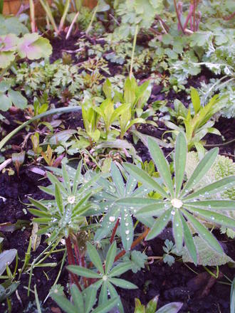 lupins.jpg