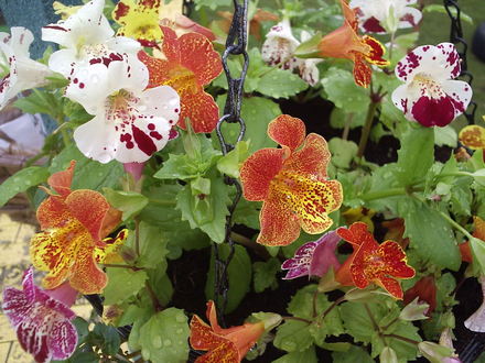 Mimulus (