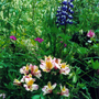 Alstroemeria and Lupin (Alstroemeria'Little Miss Rosanna' , Lupinus)