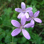 Geranium asphodeloides'Prince Regent' (Geranium asphodeloides 'Prince Regent')