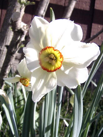 Daffodil (Narcissus poeticus)